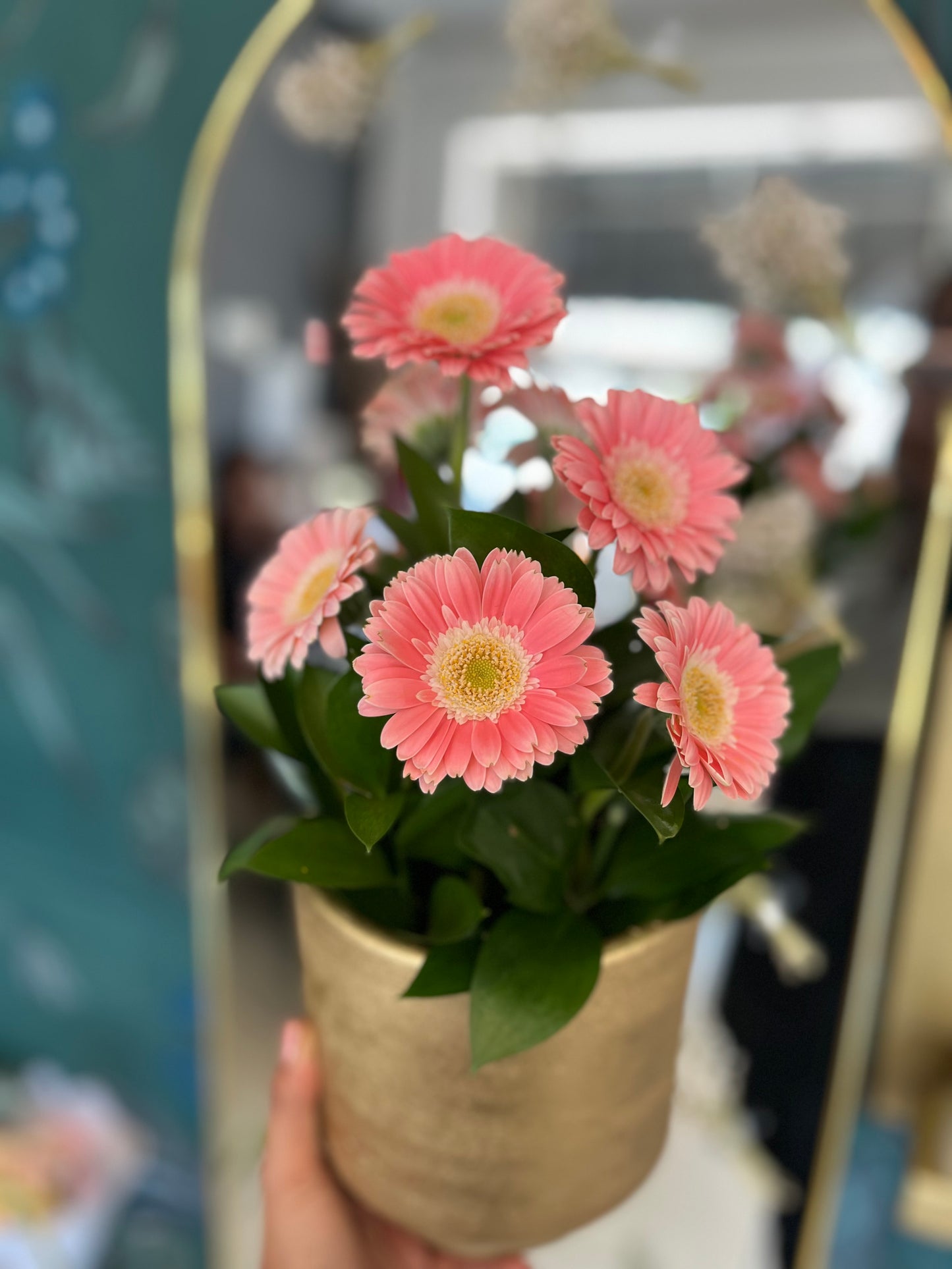 Mini gerberas en base