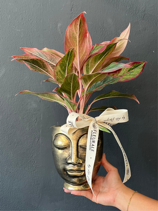 Anglaonema