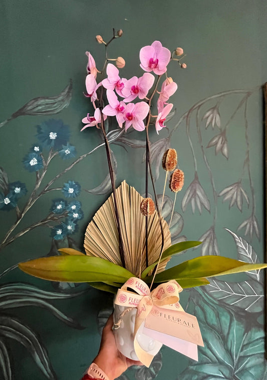 The orchid