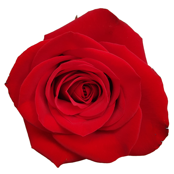 Corazón de 50 rosas