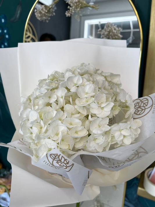 Hortensia DM